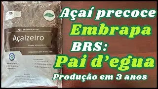 Onde e como comprar açaí precoce da Embrapa, Cultivar BRS Pai D’égua #vidanaroça #embrapa #acaì 
