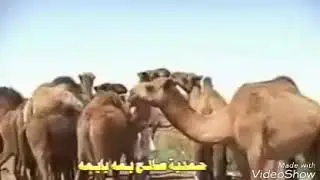 المطربة فرات سرتيب لاول مرة