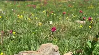 To The Top : Hermans Gulch