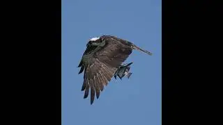 Osprey Emerges  with an Atlantic Spadefish and looks it like it got the wrong order. :-)