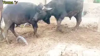 All pakistan buffalofight 🐂🐂🦅