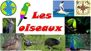 Les oiseaux [Minute Naturaliste #14]