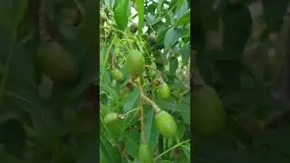 June plum #fruit #usa #nature #fruitideas #korea #fruitlover