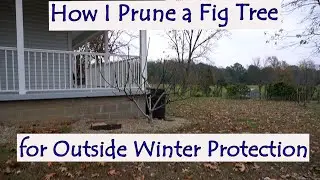How I prune a Fig Tree for Outside Winter Protection
