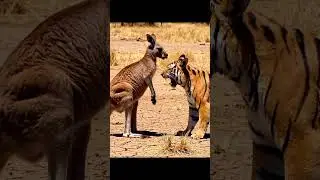a fearless Kangaroo want to kill  a dangerous hunting strong tiger