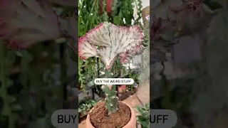 Weird and quirky looking houseplants by Highland Moss! Discover our strange & unusual collection 🙌