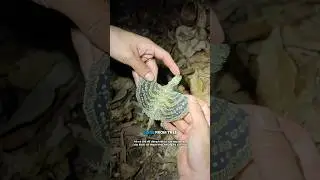 Finding the Strangest Creatures in this Vietnam Jungle