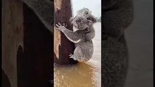 How Did These Koalas Survive The Flood?