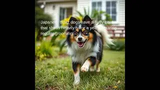 Japanese Spitz dogs have a fluffy coat that sheds heavily twice a year, requiring regular grooming!