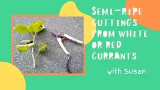 Semi-Ripe Cuttings From Red and White Currants | Gardening with Propagate