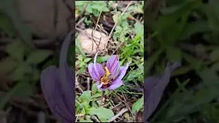 Ape ubriaca sui pistilli di zafferano