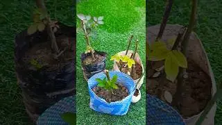 Easy methods of growing rose cuttings #gardening #rosegrowthing #viralvideos #trail #ytshorts