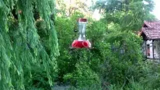 Colibr&iacute;es en el Tigre