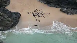 Seals