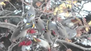 Bohemian Waxwings feeding 2016