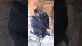 Big fan of Gulam ali khan  sahab 🤔 😂 // #thinkingmind #fuunyvideo #gorilla #ytshorts #ytshortsindia