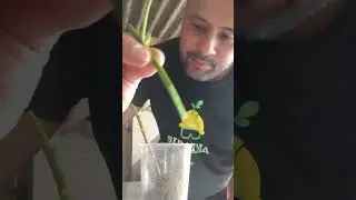 Como fazer enxerto de jil&oacute; no p&eacute; de jurubeba  19/01/26