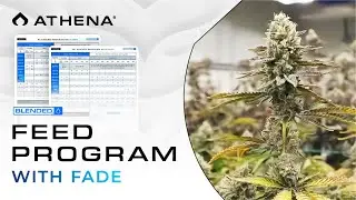Athena&reg; Blended Line Feed Schedule with Fade