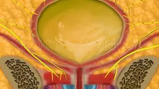 The detrusor muscle - Animated Atlas of BPH and OAB