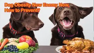 Dog obesity is the new enemy now !! | #shorts #space #tiktok