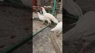 Paper White Aseel Breeding Setup || Heer Aseel Set
