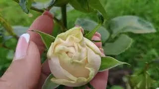 Розы в Подмосковье. GARDEN SPIRIT / Гарден Спирит (чайно-гибридная, пионовидная)