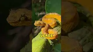 😱 SERPIENTES TAN RARAS QUE PARECEN DE OTRO MUNDO #animals #shorts