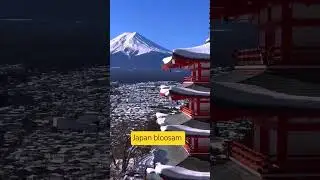 Chasing the Cherry Blossoms | Japan Springtime Adventure in Full Bloom#shorts #youtubeshorts #japan