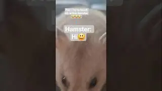 pov: my active hamster #funny #hamster #cute #pookie #snuggles #animalhumor #shorts #fyp #viralvideo