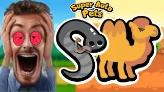 The best UNDEAFEATED STRATEGY in super auto pet Leeches & Camel