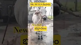 RK BULLS VETTAPALAM NEW BULL