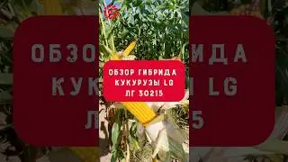 🌽Обзор гибрида кукурузы ЛГ 30215 - бестселлер🚀 #lg_seeds_russia #кукуруза #лимагрен