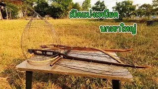 เปิดแบ่งเพนียดนกเขาใหญ่ ไม้มงคล บ่าวอีสานสายล่า 065 346 8774