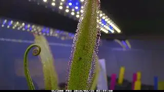 Drosera regia f&auml;ngt Fliege/ D.regia catching fly