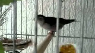Spinus silvestrin x Maggellanicus mut.mp4