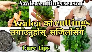 Azalea को cutting लगाउनुहोस् सजिलोसँग | Azalea cuttings propagation 🌱🌱 🌱