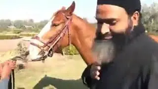 Horse of Prophet Muhammad s.a.w in Pakistan (bloodline)