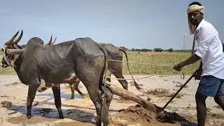 Ploughing with Bulls |ploughing field using Bulls | Bull power ploughing |My Village Tractors