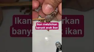 ikan melahirkan banyak anak ikan #short #shorts #funny #funnyvideo #fyp #viral #viralvideo