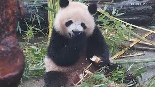 Giant panda shows off fine dining skills by elegantly eating up bamboo stems