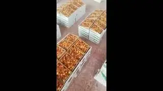 حراج التمور والرطب بسوق عتيقه  بالرياض اليوم الاثنين 26 محرم 1442