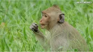Monkey Janet She Eating Delicious Flower Grass, Monkey Jane Looking Baby Monkey Playing...!!!