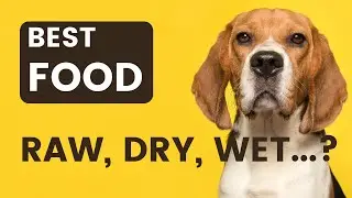 Best Dog Food Comparison: Kibble, Raw, Wet, Freeze-Dried, Air-Dried, or Homemade?
