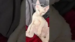 Страшно, очень страшно #cats #music #fun #кот #рекомендации #смешно #мем #youtubeshorts