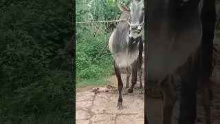 Hallikar Studbull Bull of Farmer Sampath, Chikkagundagallu, Tumkur Taluk