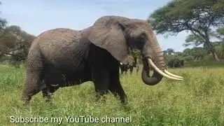 Wild animals Life# forest animals with music 🎵 # copyright free.