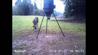 Deer at Feeder 2012 Bushnell Trophy Cam 8MP HD