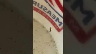 Gammarid Amphipod Swimming