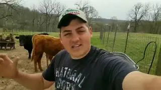 Feeding Cows and Cutting Fire Wood!