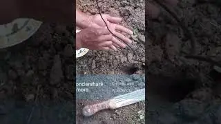 #Planting sorrel seeds